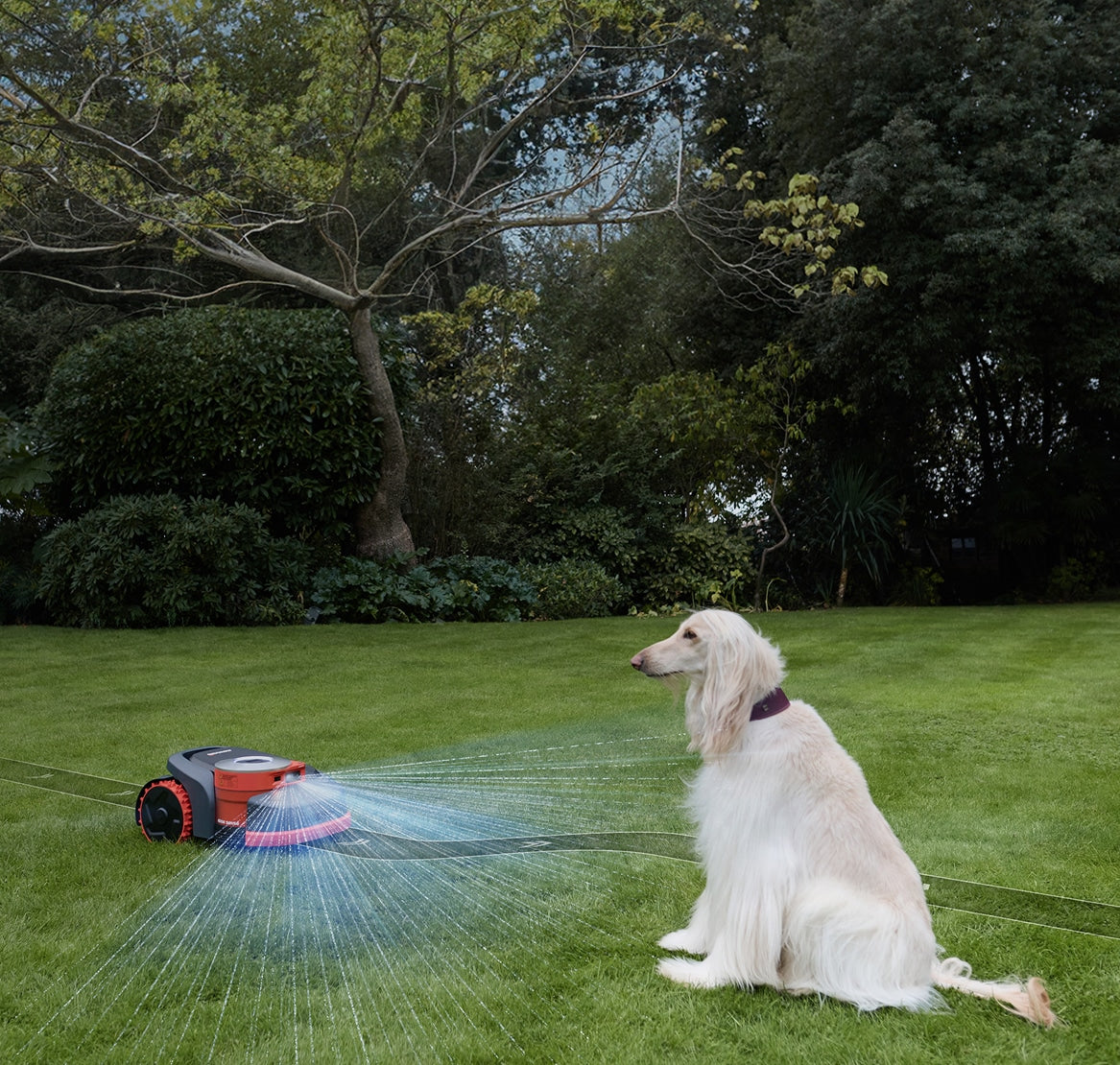 Segway Navimow i110N robot lawn mower detects a white dog.